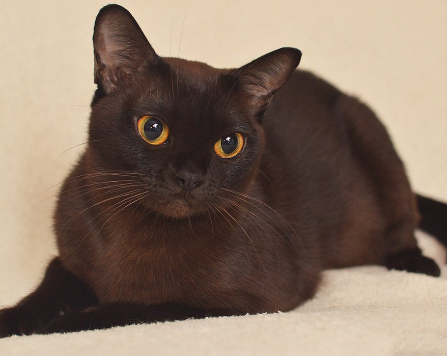 Исследователи определили породы кошек, которые живут дольше и меньше всех