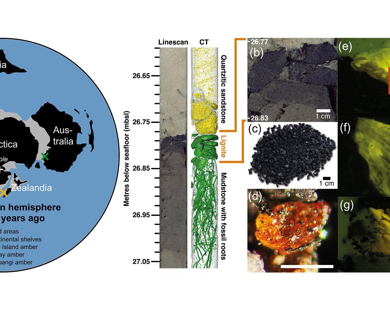 Учёные впервые обнаружили янтарь в Антарктиде